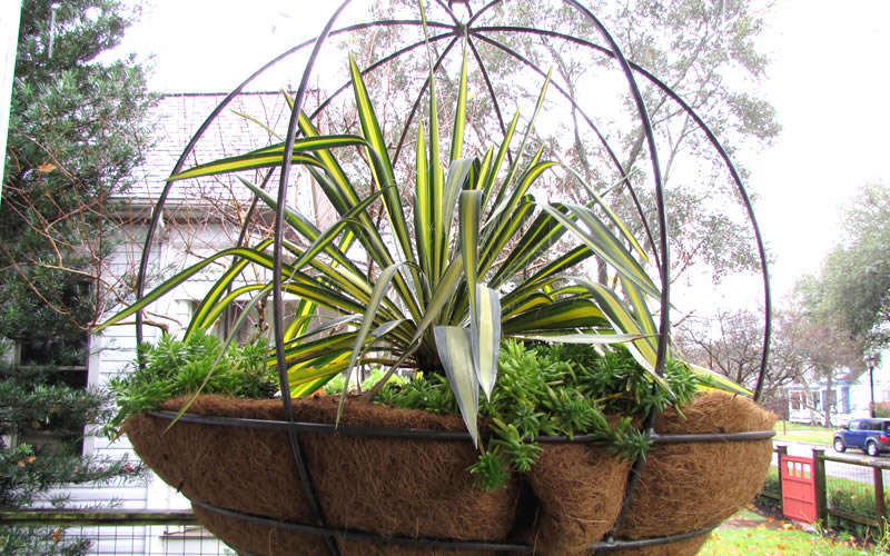  Color Guard Yucca - 6 Pack Of 1 Gallon Pots
