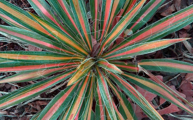  Color Guard Yucca - 6 Pack Of 1 Gallon Pots