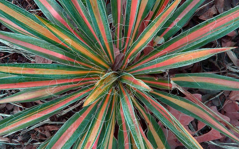  Color Guard Yucca - 2 Gallon Pot