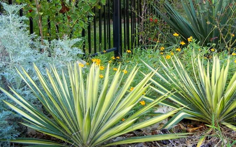  Color Guard Yucca - 1 Gallon Pot