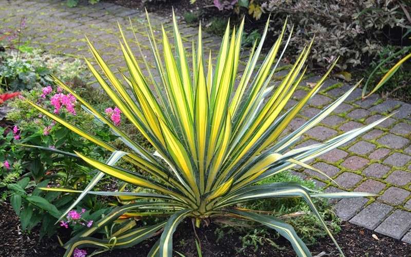  Color Guard Yucca - 6 Pack Of 1 Gallon Pots