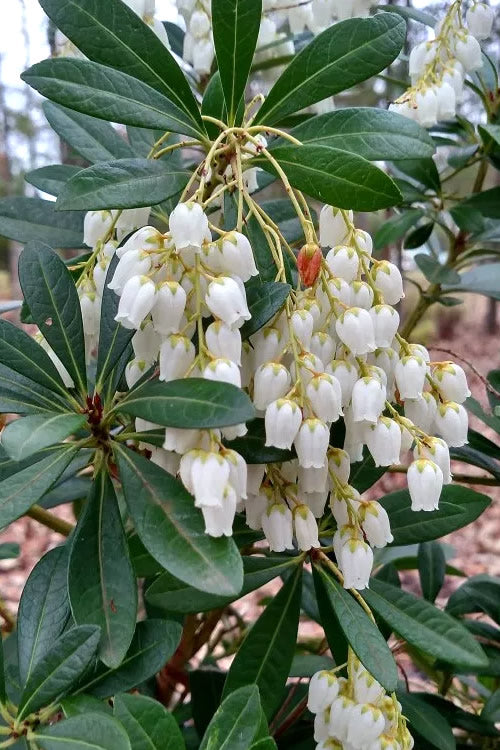  Mountain Snow Pieris - 2 Gallon Pot