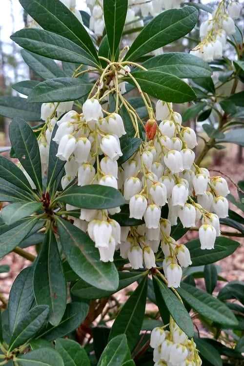  Mountain Snow Pieris - 3 Gallon Pot