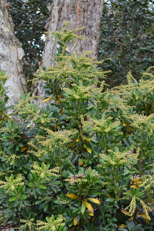  Mountain Snow Pieris - 3 Gallon Pot