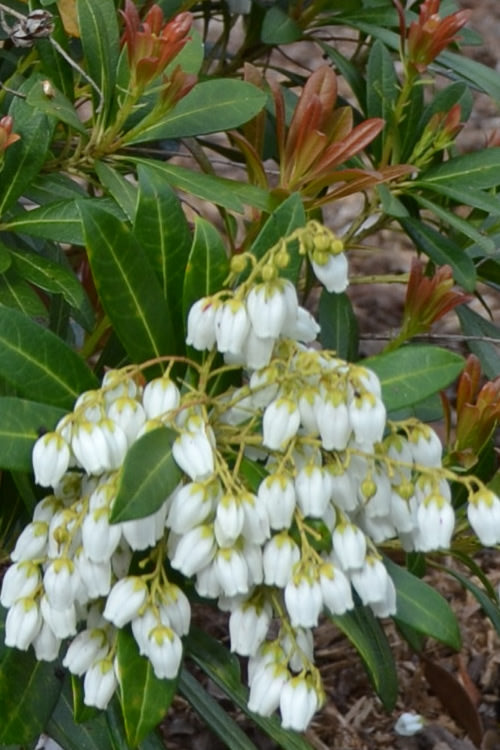  Mountain Snow Pieris - 2 Gallon Pot