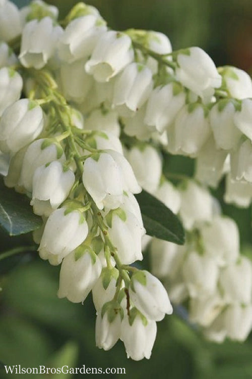  Mountain Snow Pieris - 2 Gallon Pot