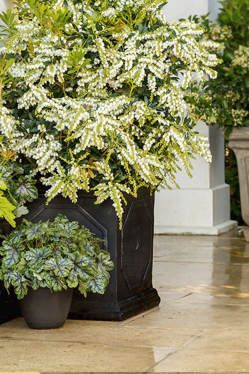  Mountain Snow Pieris - 1 Gallon Pot