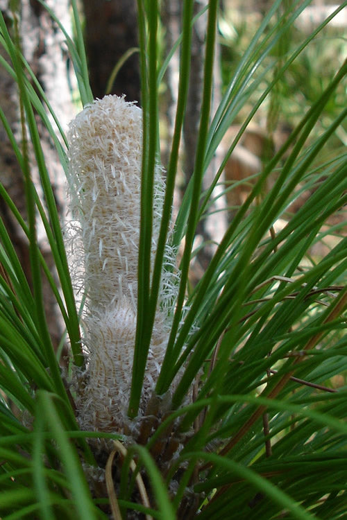  Southern Yellow Long Leaf Pine Tree (Pinus Palustris) - 7 Gallon Pot (4-5')