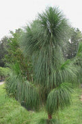  Southern Yellow Long Leaf Pine Tree (Pinus Palustris) - 7 Gallon Pot (3-4')
