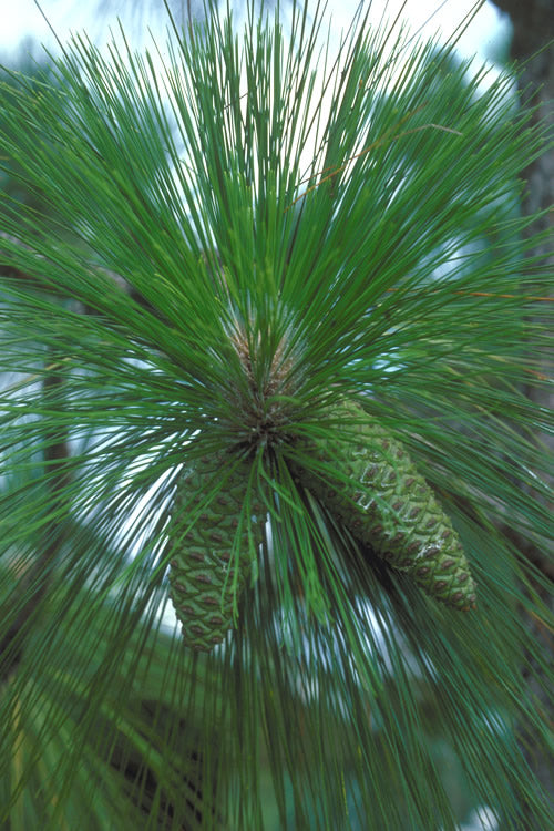  Southern Yellow Long Leaf Pine Tree (Pinus Palustris) - 7 Gallon Pot (4-5')