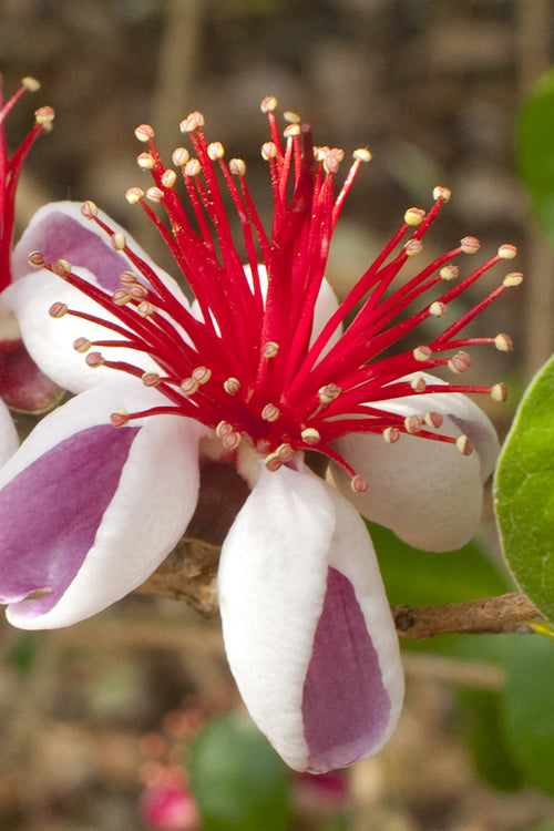  Pineapple Guava - Feijoa Sellowiana - 7 Gallon Pot