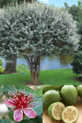  Pineapple Guava - Feijoa Sellowiana - 7 Gallon Pot