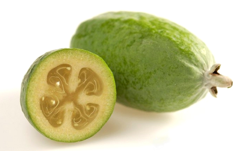  Pineapple Guava - Feijoa Sellowiana - 3 Gallon Pot