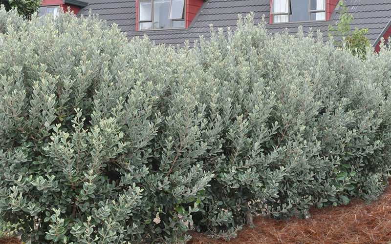  Pineapple Guava - Feijoa Sellowiana - 3 Gallon Pot