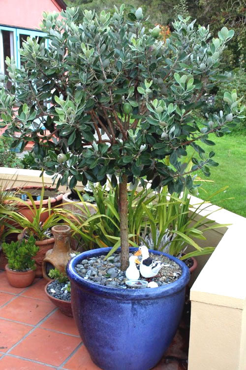  Pineapple Guava - Feijoa Sellowiana - 7 Gallon Pot