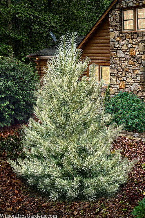  Inverleith Scotch Pine - 3 Gallon Pot