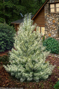  Inverleith Scotch Pine - 3 Gallon Pot