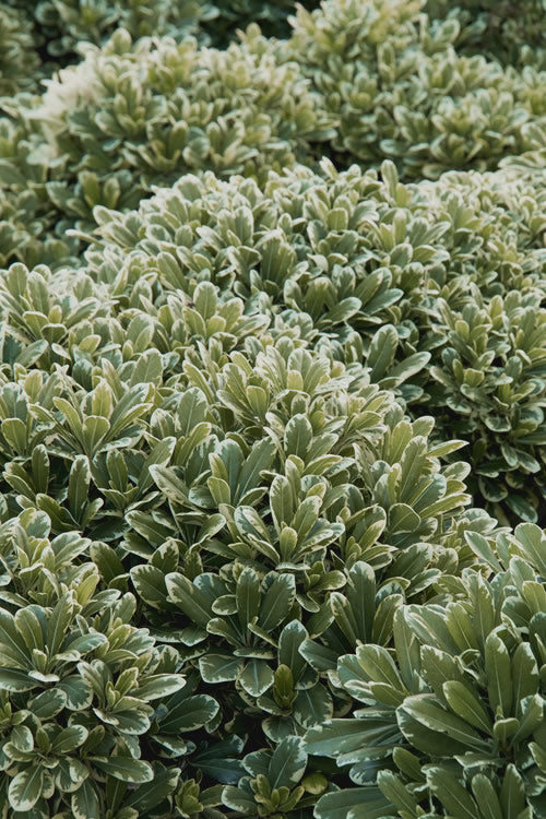 Mojo Dwarf Variegated Pittosporum - 2 Gallon Pot