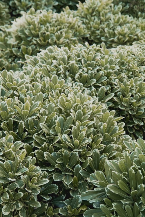 Mojo Dwarf Variegated Pittosporum - 1 Gallon Pot