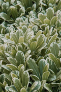  Mojo Dwarf Variegated Pittosporum - 1 Gallon Pot