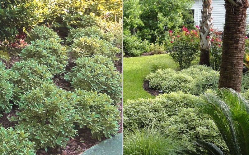  Mojo Dwarf Variegated Pittosporum - 1 Gallon Pot