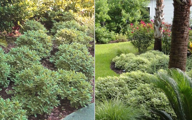  Mojo Dwarf Variegated Pittosporum - 1 Gallon Pot