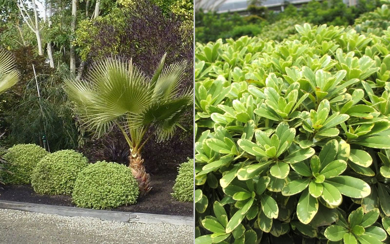  Mojo Dwarf Variegated Pittosporum - 2 Gallon Pot