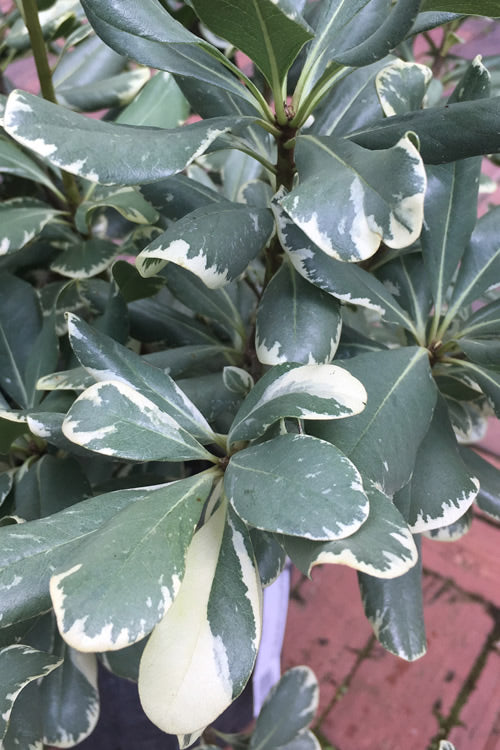  Variegated Pittosporum - Japanese Mock Orange - 1 Gallon Pot