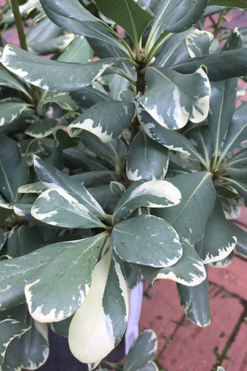  Variegated Pittosporum - Japanese Mock Orange - 1 Gallon Pot