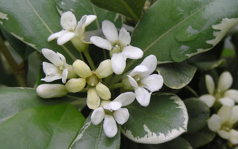  Variegated Pittosporum (Japanese Mock Orange) - 3 Gallon Pot