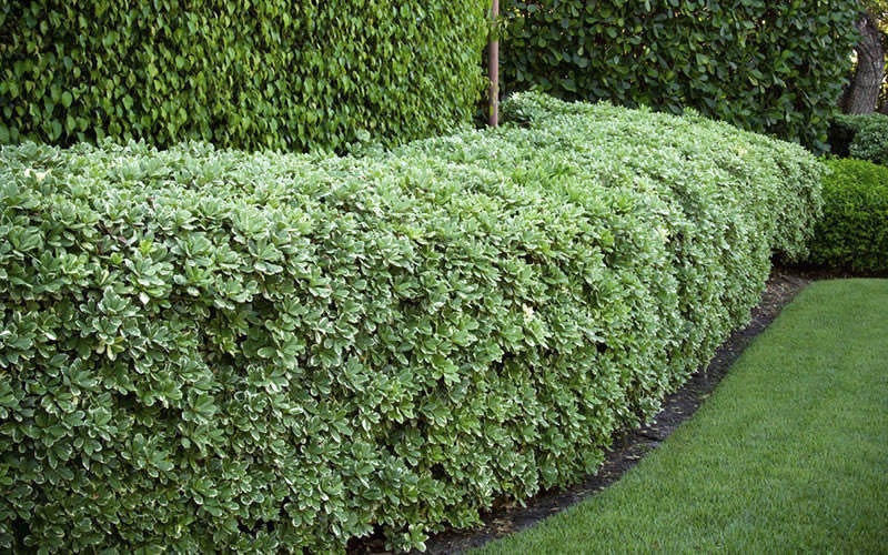  Variegated Pittosporum - Japanese Mock Orange - 1 Gallon Pot