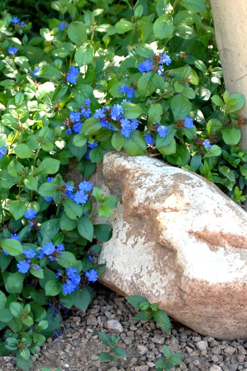  Hardy Blue Plumbago (Ceratostigma Plumbaginoides) - 5 Pack Of Pint Pots
