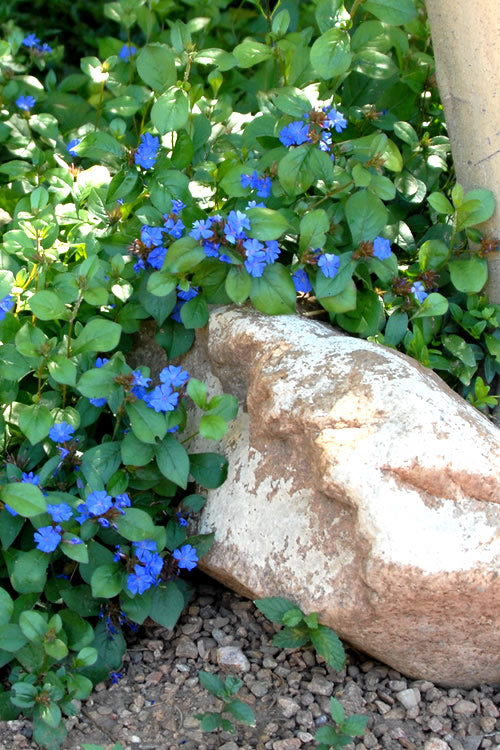  Hardy Blue Plumbago (Ceratostigma Plumbaginoides) - 10 Pack Of Quart Pots