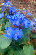  Hardy Blue Plumbago (Ceratostigma Plumbaginoides) - 10 Pack Of Quart Pots