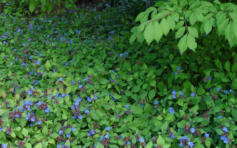  Hardy Blue Plumbago (Ceratostigma Plumbaginoides) - 10 Pack Of Quart Pots