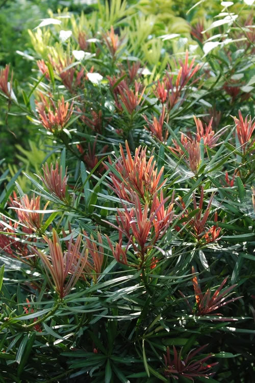  Emerald Flame Podocarpus Macrophyllus (Japanese Yew) - 7 Gallon Pot