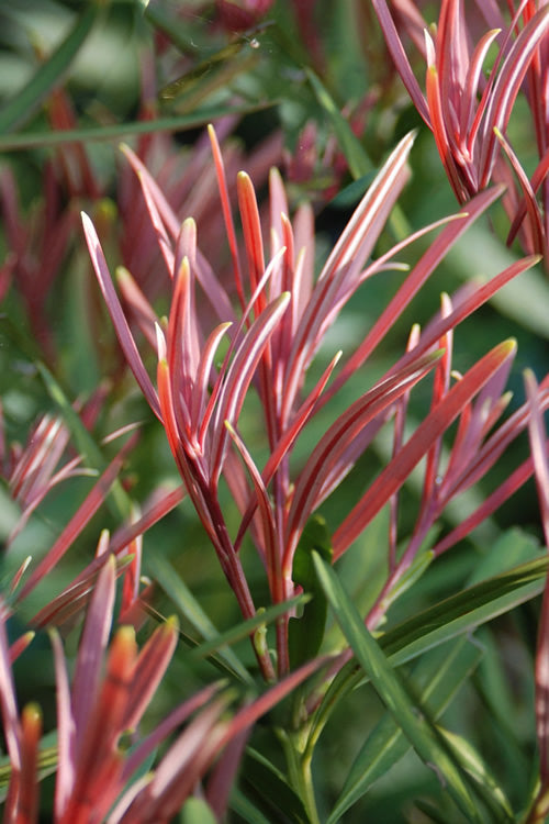  Emerald Flame Podocarpus Macrophyllus (Japanese Yew) - 7 Gallon Pot