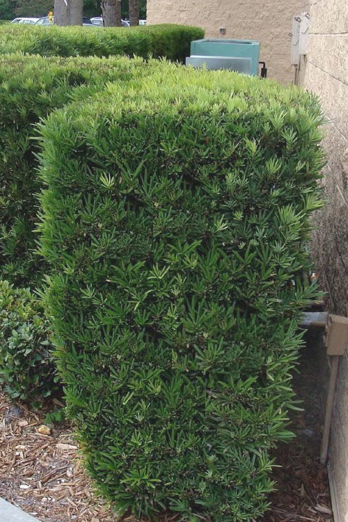  Maki Podocarpus Columnar Yew - 7 Gallon Pot