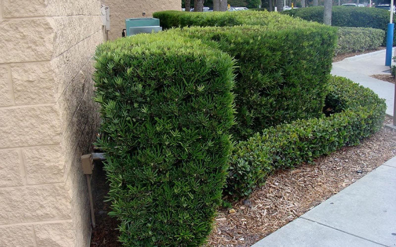  Maki Podocarpus Columnar Yew - 7 Gallon Pot