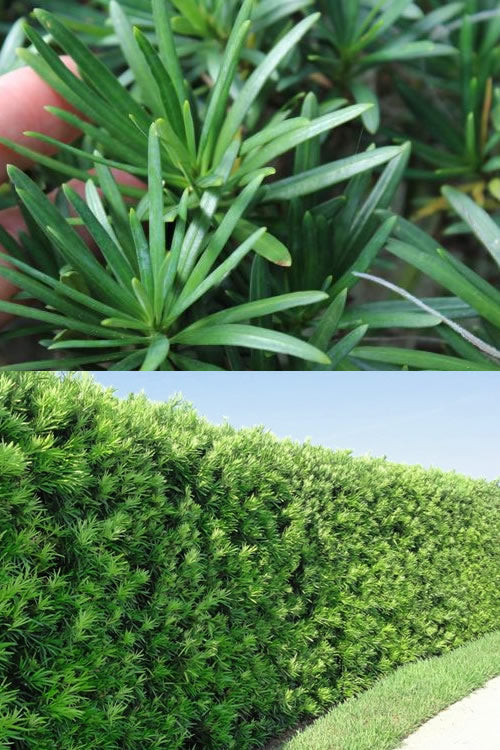  Maki Podocarpus Columnar Yew - 7 Gallon Pot