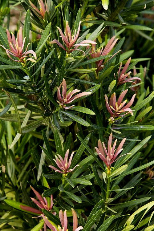  Mood Ring Podocarpus Macrophyllus - 2 Gallon Pot