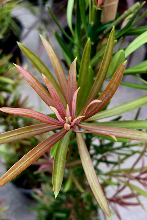 Mood Ring Podocarpus Macrophyllus - 2 Gallon Pot