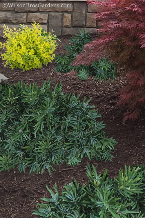  Pringles Dwarf Podocarpus Yew - 6 Pack Of 1 Gallon Pots 