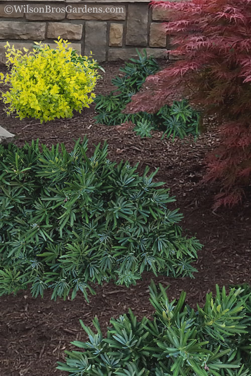  Pringles Dwarf Podocarpus Yew - 3 Gallon Pot