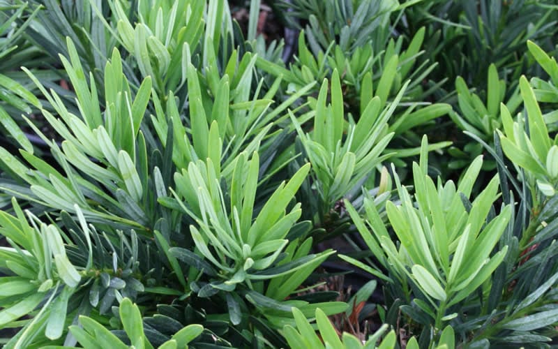  Pringles Dwarf Podocarpus Yew - 1 Gallon Pot