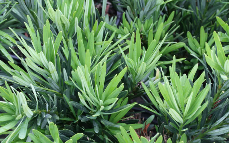  Pringles Dwarf Podocarpus Yew - 3 Gallon Pot