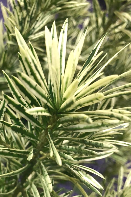  Roman Candles Podocarpus Macrophyllus - 2 Gallon Pot