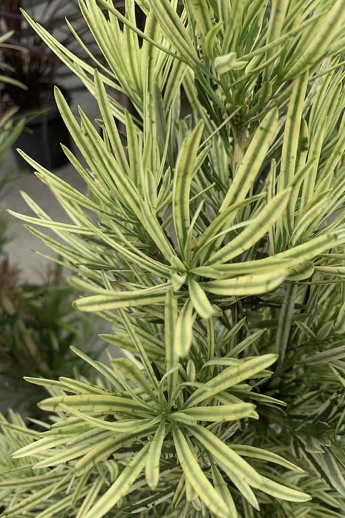  Roman Candles Podocarpus Macrophyllus - 2 Gallon Pot