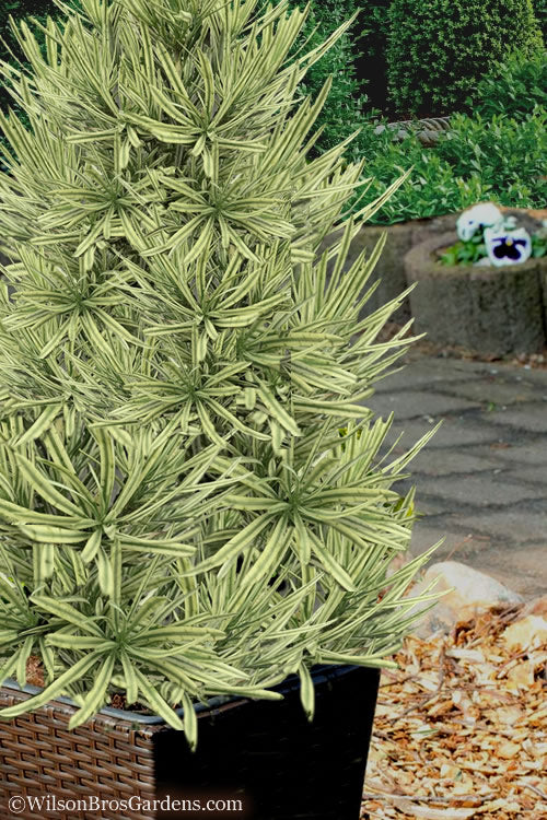  Roman Candles Podocarpus Macrophyllus - 1 Gallon Pot