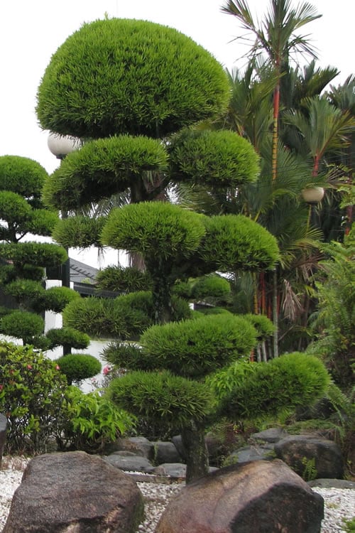  Podocarpus Macrophyllus Upright Yew - 3 Gallon Pot